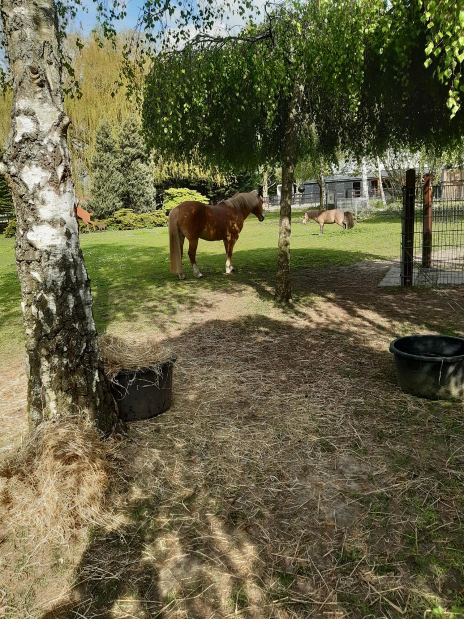 Steenbergen  B&B De Vrijheid En De Ruimte In Steenbergen חדר תמונה